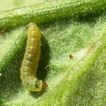 larva-molia-tomatelor